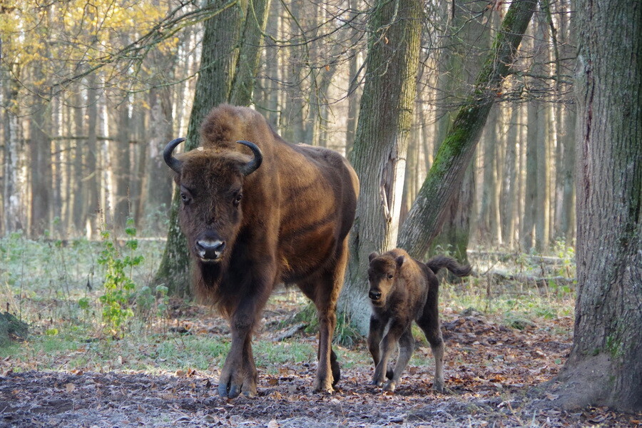 заповедник